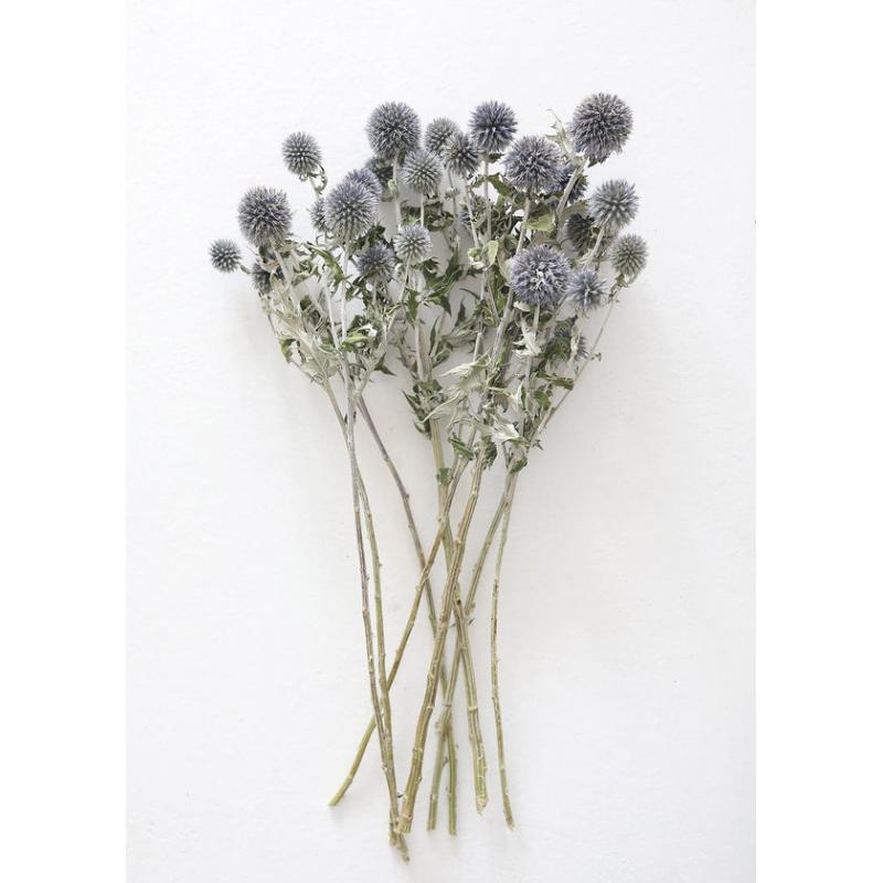 Blue Dried Echinops Globe Thistles - 16-22"