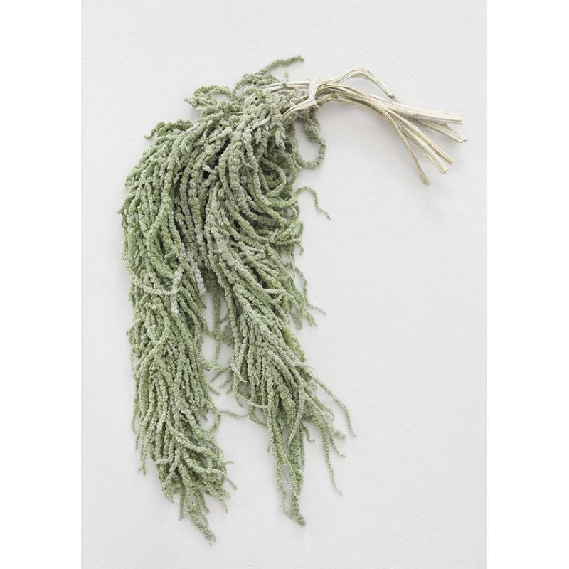 Green Preserved Hanging Amaranthus - 32-40"