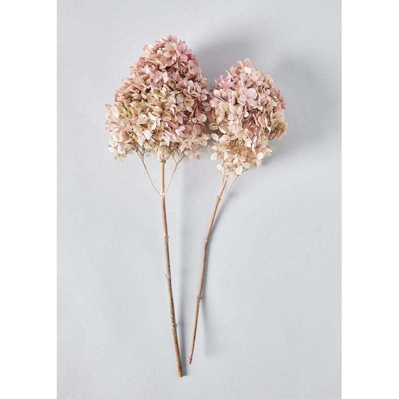 Light Mauve Pink Preserved Hydrangea Bundle - 16-20"